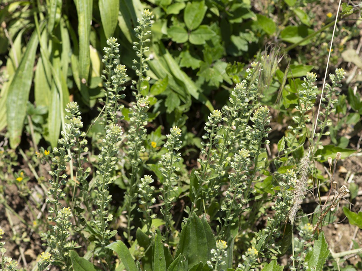 Habitus